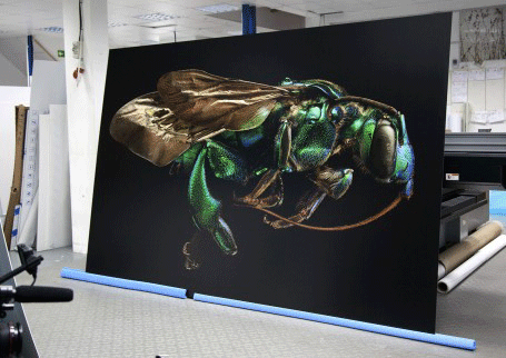 Microsculpture, printed, on, Dibond, Photography, Levon, Biss
