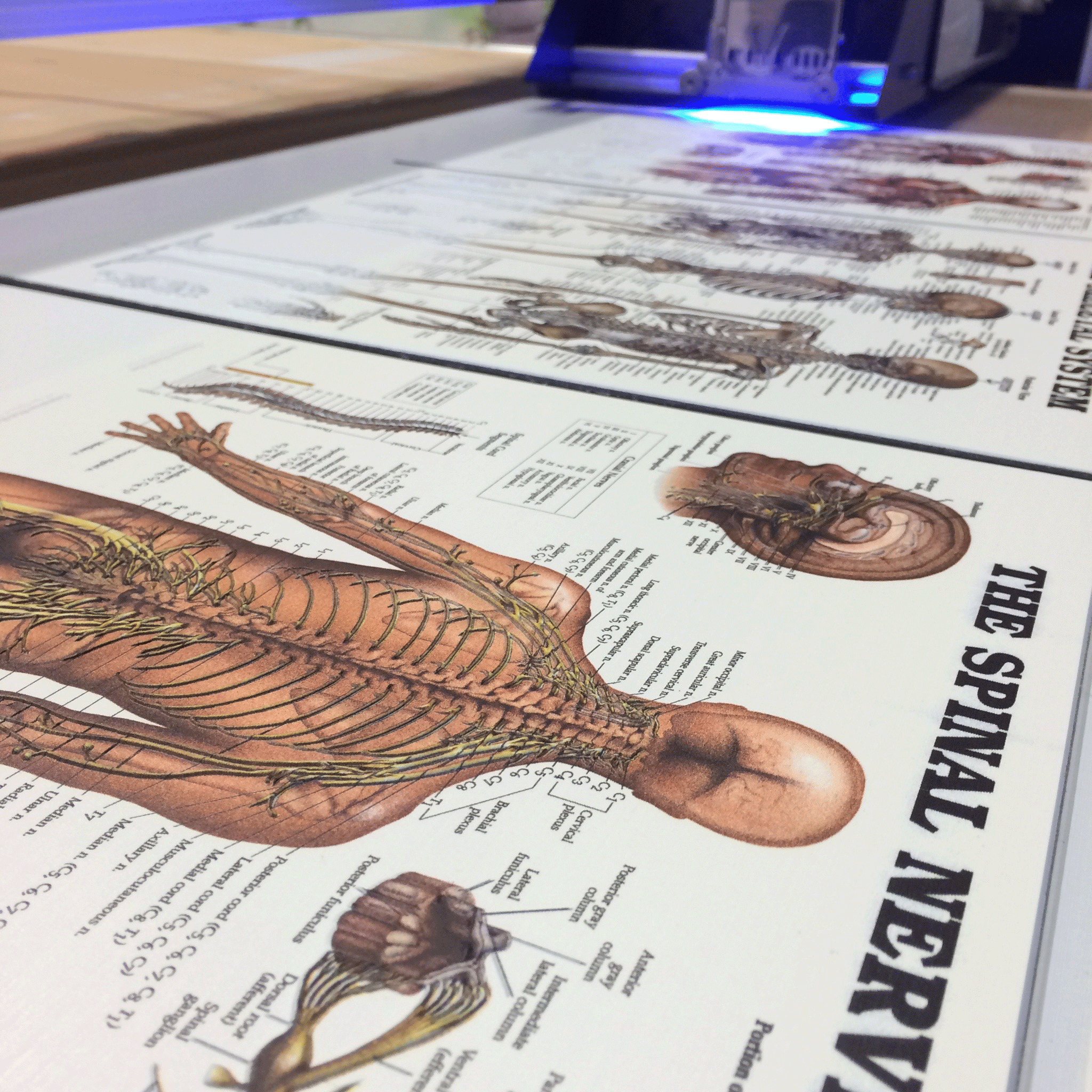 Anatomy, Signage, Imaging, Revolution, Los, Angeles, Dibond, Aluminum, Composite, Material, Photography, Imaging, Revolution